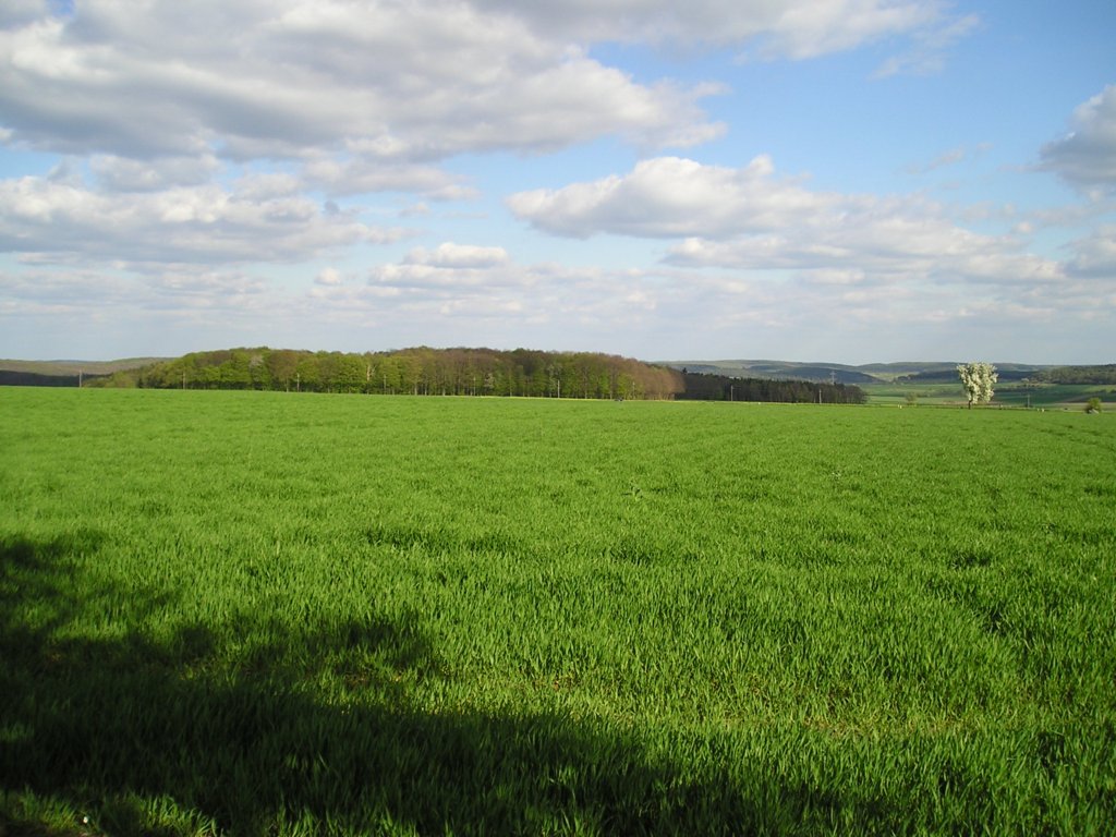 p4250621.jpg
